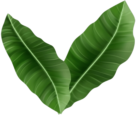 Footer dekoracija - džiunglės ir jų augalai