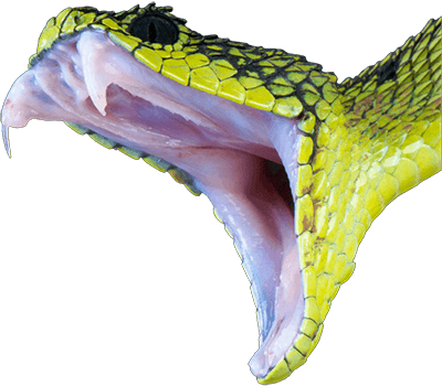 Gyvatė - Jungle Monkeyz Adventure Golf